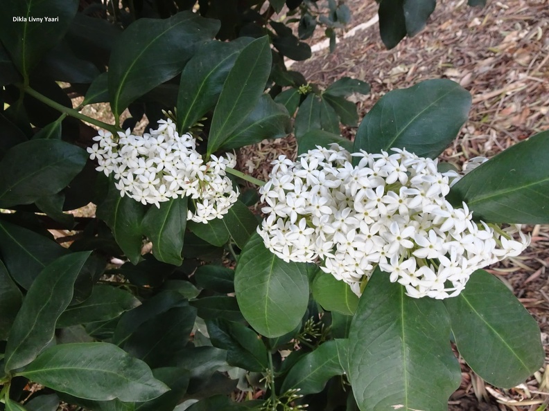 acokanthera